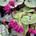Cyclamen coum 'Ruby Star'  9cm
