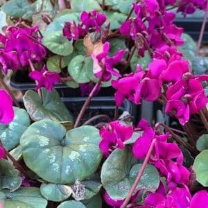 Cyclamen coum 'Ruby Star'  9cm