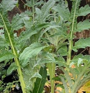 Cynara cardunculus (cardoon)  2L