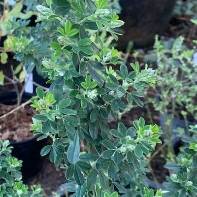 Cytisus 'Porlock'  3L