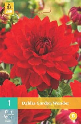 Dahlia 'Garden Wonder'  red decorative tuber
