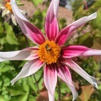 Dahlia 'Honka Fragile'  3L