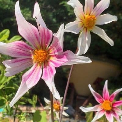 Dahlia 'Honka Fragile'  3L