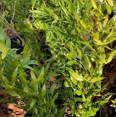 Danae racemosa (Poets Laurel)  7.5L