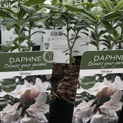 Daphne bholua  5L  30-45cms SOLD OUT TEMPORARILY
