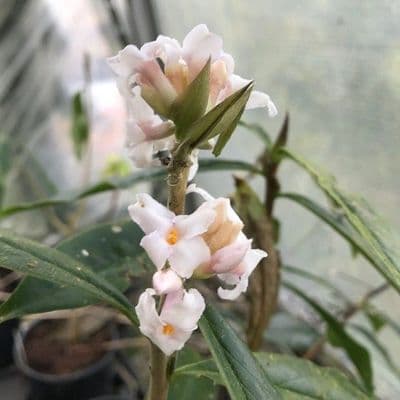 Daphne bholua 'Alba'   20L NEW STOCK AVAILABLE SOON