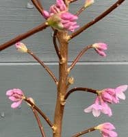 Daphne bholua 'Jaqueline Postill'  15L 80-100cms LAST ONE