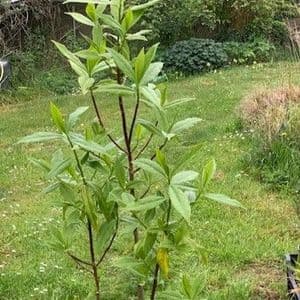 Daphne bholua 'Jaqueline Postill'  15L 80-100cms LAST ONE