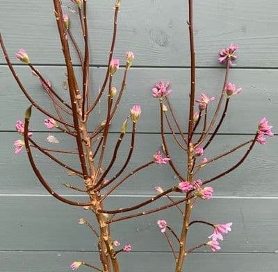 Daphne bholua 'Jaqueline Postill'  3L pot  45-60cms SOLD OUT