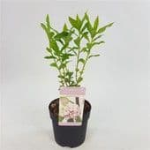 Daphne bholua 'Jaqueline Postill'  4L