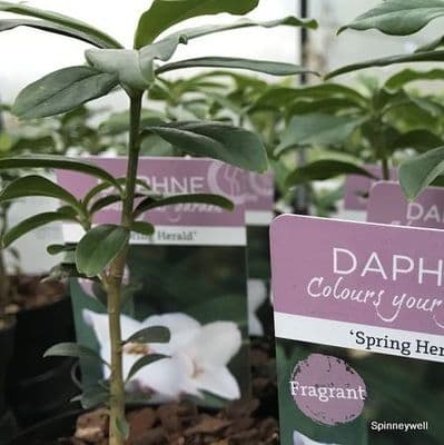 Daphne bholua 'Spring Beauty'   4L