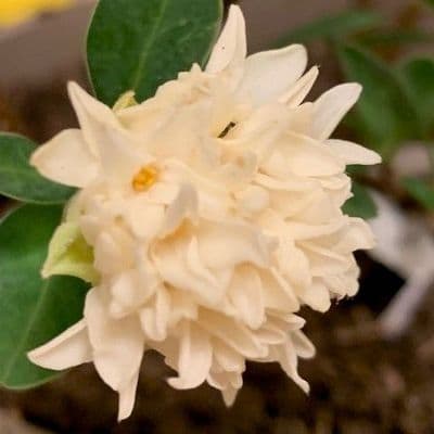 Daphne blagayana 3L  READY APRIL 2026