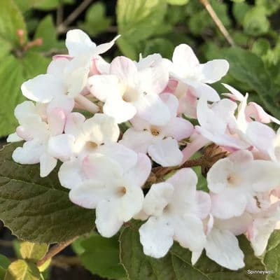 Daphne  Eternal Fragrance   1.5L (transatlantica)  SOLD OUT