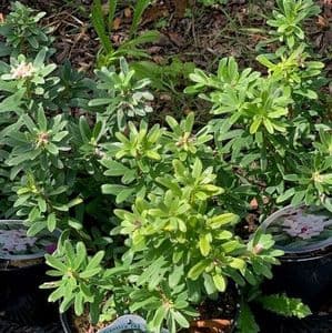 Daphne 'Eternal Fragrance (white)  5L