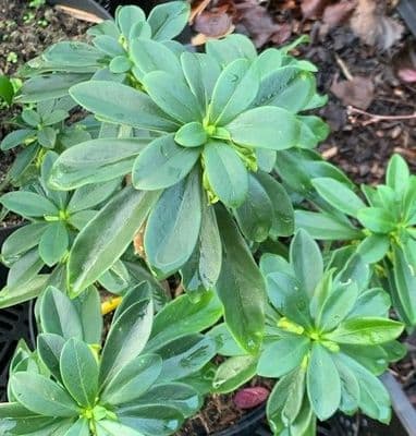 Daphne laureola ssp philippi   2L  SOLD OUT