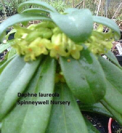 Daphne laureola woodland spurge 7.5L SOLD OUT