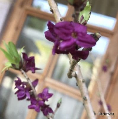 Daphne mezereum 'Rubra'  7.5L   SOLD OUT