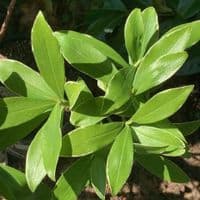 Daphne odora 'Aureomarginata' 5L