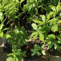 Daphne odora 'Aureomarginata' 5L