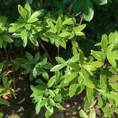 Daphne odora 'Aureomarginata' 5L