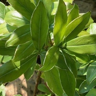 Daphne odora 'Aureomarginata' AGM 2L