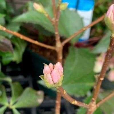 Daphne odora 'Blush'  2L   SOLD OUT