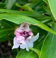 Daphne odora 'Perfume Princess White'  2L new stock