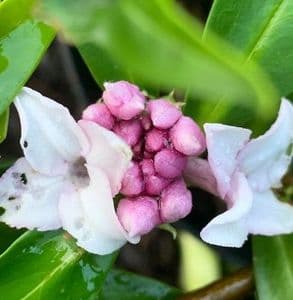 Daphne odora 'Perfume Princess White'  2L new stock