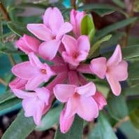 Daphne 'Pink Eternal Fragrance'  20L   (transatlantica)