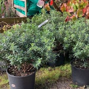 Daphne 'Pink Eternal Fragrance'  20L   (transatlantica) (1)