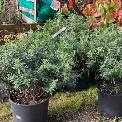Daphne 'Pink Eternal Fragrance'  20L   (transatlantica)