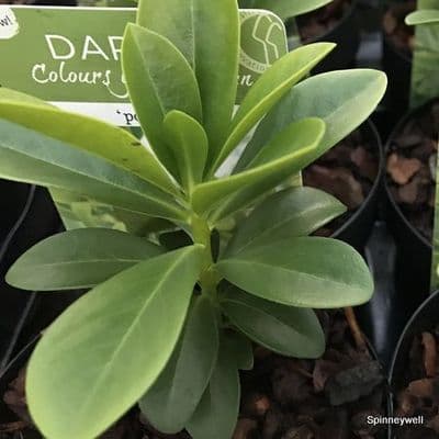 Daphne pontica  2L   SOLD OUT
