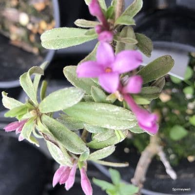 Daphne retusa  1.5L   SOLD OUT