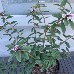 Daphne tangutica  4.5L