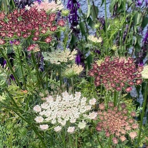 Daucus carota 'Dara'  9cm