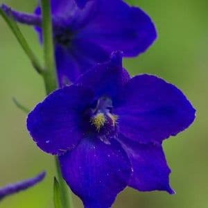 Delphinium 'Atlantis'  2L