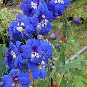 Delphinium 'Cobalt Dreams' 2L
