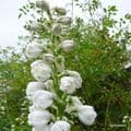 Delphinium 'Double Innocence'  2L  SOLD OUT