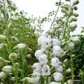 Delphinium 'Double Innocence'  2L  SOLD OUT