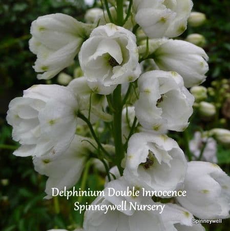 Delphinium 'Double Innocence'  2L  SOLD OUT