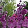 Delphinium  'Dusky Maiden' (elatum) 9cm READY SEPT 2024