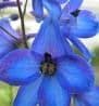 Delphinium elatum 'Finsteraarhorn'  2L  SOLD OUT