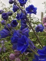 Delphinium elatum 'Langdon's Royal Flush'  3L  SOLD OUT