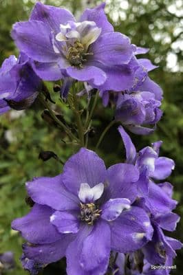 Delphinium elatum 'Langdon's Royal Flush'  3L  SOLD OUT