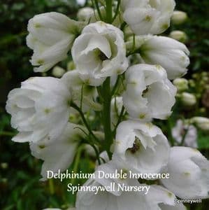 Delphinium 'Innocence'   2L  SOLD OUT