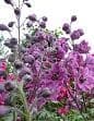 Delphinium 'Pagan Purples'  9cm READY SEPT.2024