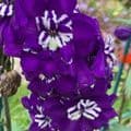 Delphinium 'Purple Passion'  2L