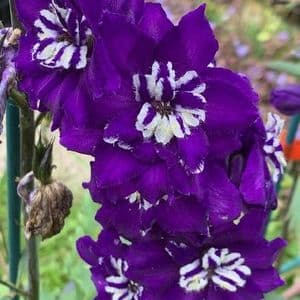 Delphinium 'Purple Passion'  2L