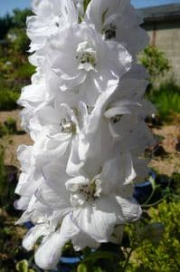 Delphinium 'Snow Crown' 2L   SOLD OUT