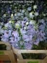 Delphinium 'Starlight' 2L  SOLD OUT